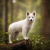 Biały owczarek szwajcarski – psia elegancja i towarzyska dusza