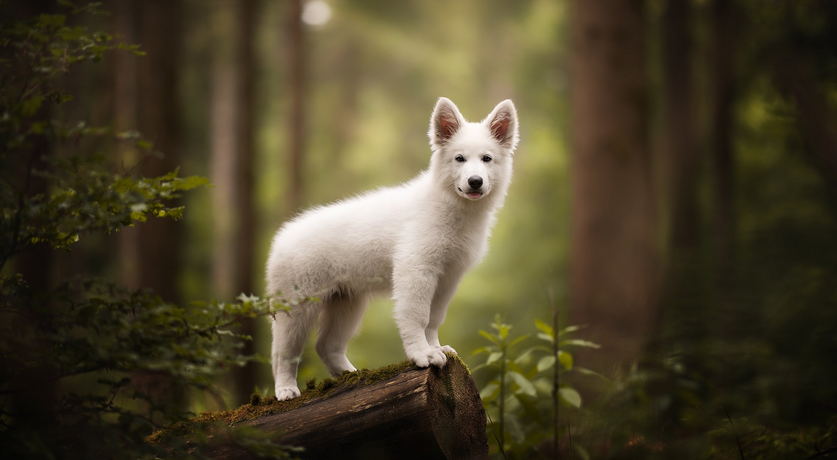 Biały owczarek szwajcarski - psia elegancja i towarzyska dusza