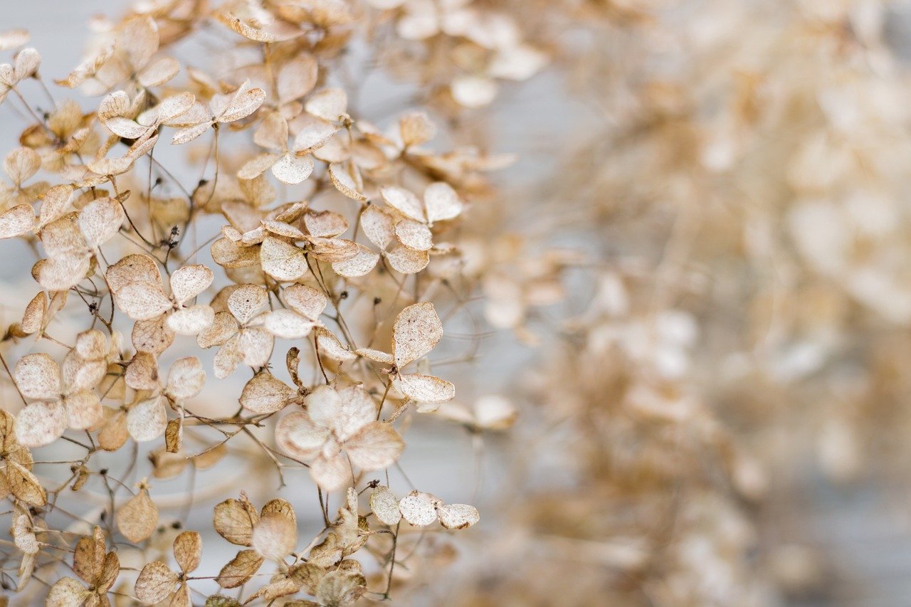suszone-kwiaty-dekoracja-do-domu