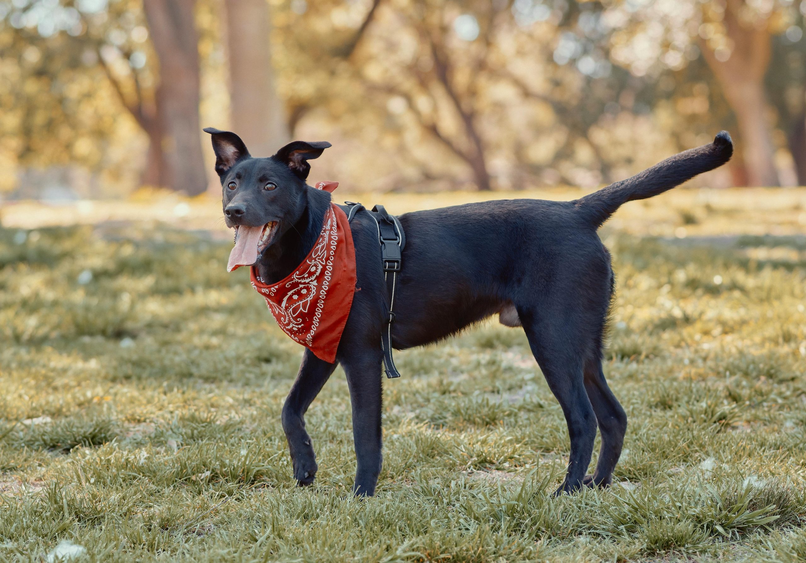 Zdjęcie do artykułu: Najlepsze akcesoria dla psów 2025 – ranking